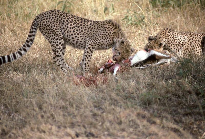 RWT 0187 200-17 Kenya Mara Cheetahs.jpg